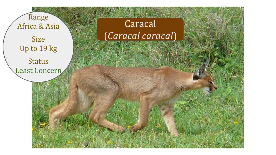 Caracal-Lineage-Caracal-genus-African-Caracal-cat