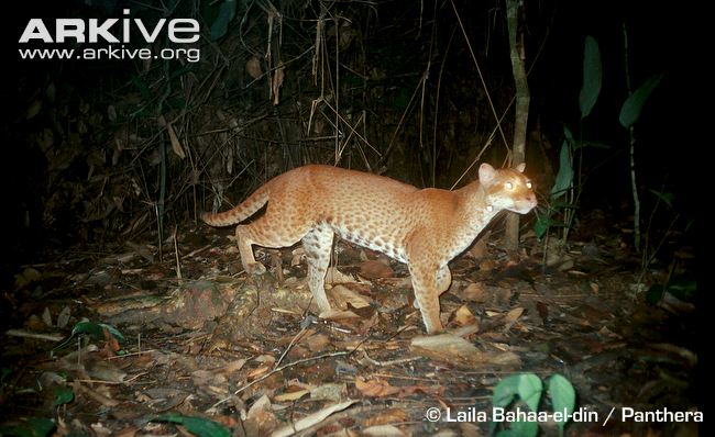 African Golden Cat Physical Characteristics