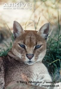 African Golden Cat Facial Characteristics African Golden Cat Facial Characteristics