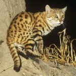Black-footed Cat Characteristics