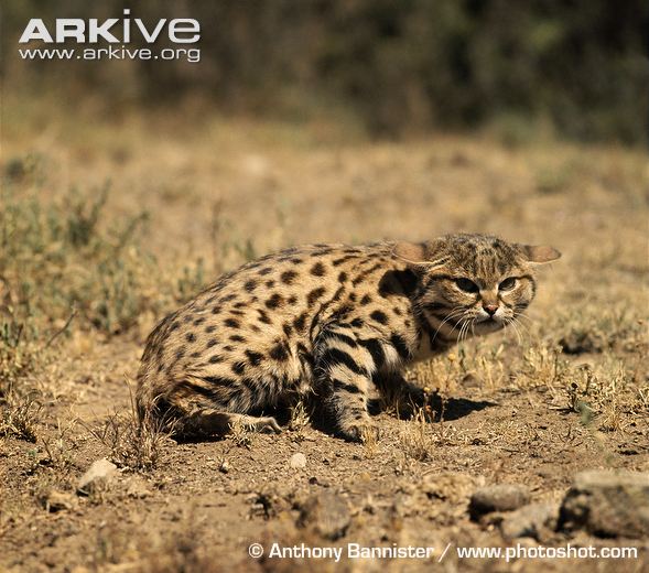 Black-footed cat<br /> © Anthony Bannister / www.photoshot.com Black-footed Cat Facial Characteristics