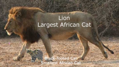 African wild cats big and small