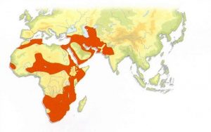 Caracal Distribution Map
