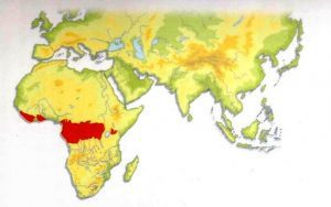 African Golden Cat Distribution Map