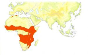 Serval Distribution Map