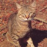 African Wildcat by Gerald Hinde from the the book Cats of Africa African Wildcat (Felis silvestris lybica)