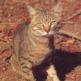 African Wildcat (Felis silvestris lybica)