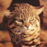 Black-footed Cat (Felis nigripes) Fact Sheet
