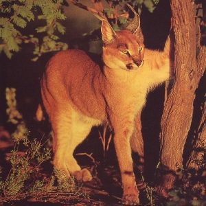 African Caracal Cat Information
