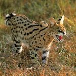 Serval Hissing by Gerald Hinde from the book Cats of Africa African Serval Cat (Leptailurus serval)
