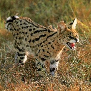African Serval Cat (Leptailurus serval)