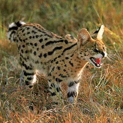 African Serval Cat