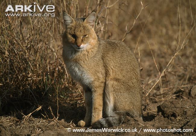 Jungle Cat Physical Characteristics