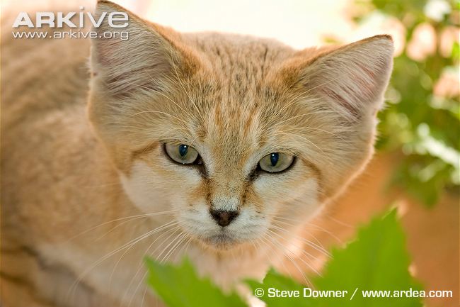 Sand cat ssp. harrisoni head detail © Steve Downer / www.ardea.com Sand Cat Facial Characteristics
