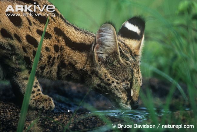 Serval drinking from water hole © Bruce Davidson Serval cat head showing the large ears and the black and white stripe on the back of the ears.