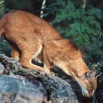 African Golden Cat Drinking by Terry Whittaker