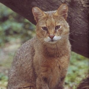 Jungle Cat (Felis chaus)