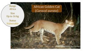 African Golden Cat (Caracal aurata) Caracal-Lineage-Caracal-genus-African-Golden-Cat