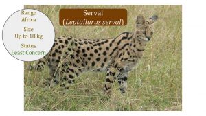 Serval (Leptailurus serval) Caracal-Lineage-Leptailurus-genus-African-Serval-cat