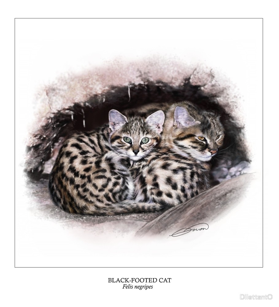 Black-footed Cat by DilettantO