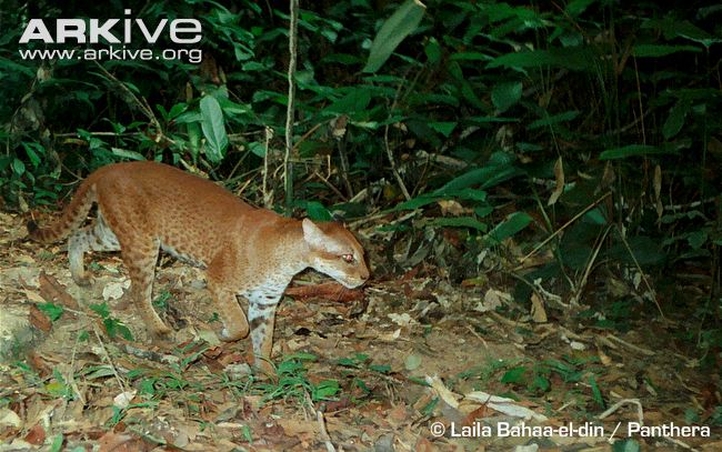 African Golden Cat (Caracal aurata)