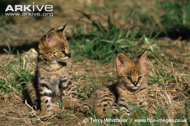 Eight-week old serval kittens