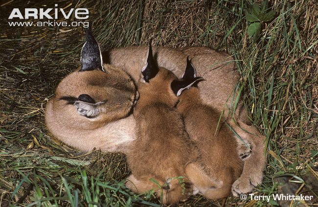 Female Caracal Suckling Kittens © Terry Whittaker Female caracal suckling kittens