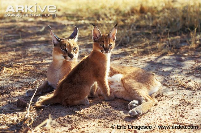 Female Caracal With Young © Eric Dragesco Female caracal with young kitten