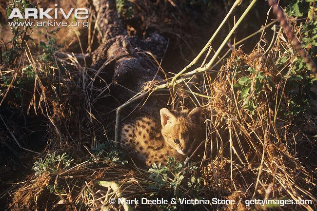 Young Serval Cub In Den by M Deeble & V Stone Young serval cub in den