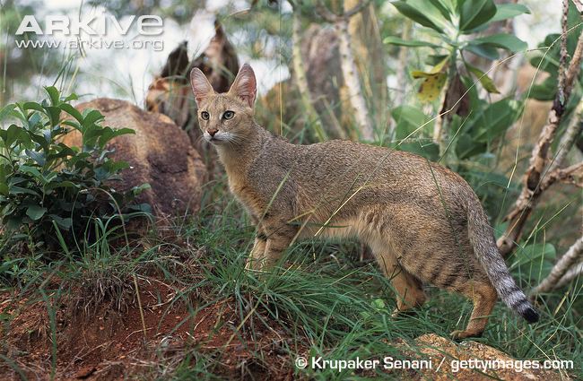 Alert Jungle Cat Side Profile