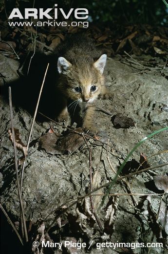 Jungle Cat Kitten