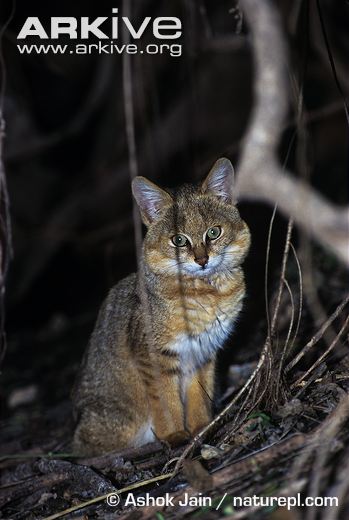 Juvenile Jungle Cat Sitting