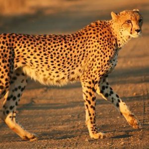 African Cheetah (Acinonyx jubatus)