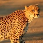 Cheetah at Lower Sabie, Kruger National Park (South Africa) By Mukul2u (Own work), CC BY 3.0, via Wikimedia Commons African Cheetah (Acinonyx jubatus)