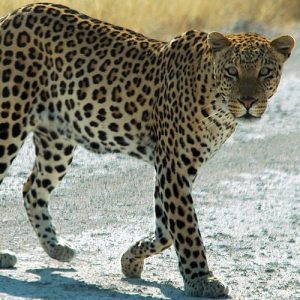 African Leopard (Panthera pardus)