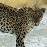 African Leopard in Etosha National Park, Namibia Image by Patrick Giraud, CC-BY-SA-3.0, via Wikimedia Commons African Leopard (Panthera pardus)