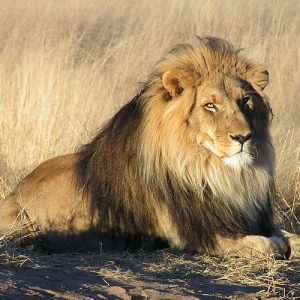 African Lion (Panthera leo)
