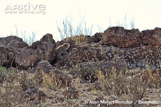 African wildcat kitten-near den African-wildcat-kitten-near-den ~ Arkive