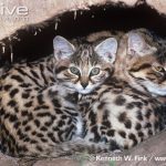 Black-footed Cat Life Cycle