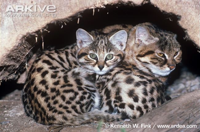 Black-footed Cat with Kittens