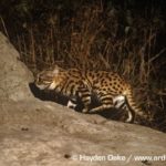 Black-footed Cats at Den in Anthill