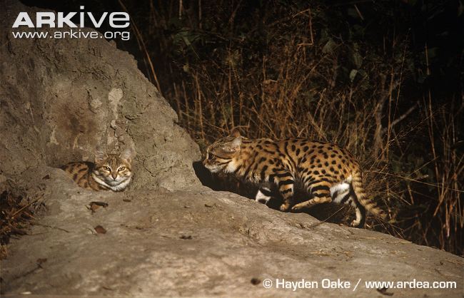 Black-footed Cats at Den