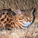 Male Black-footed Cat