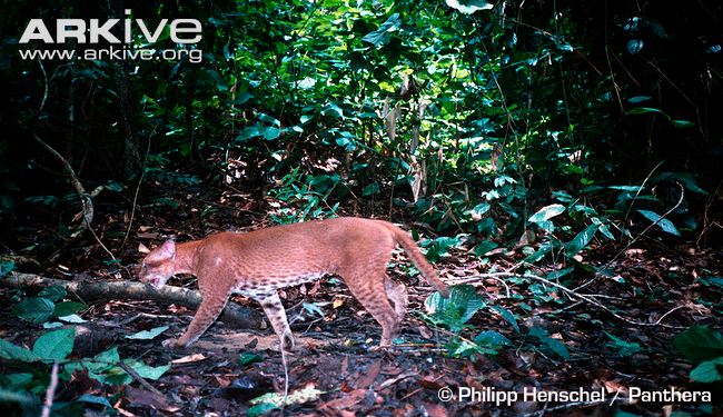 African golden cat walking through undergrowth