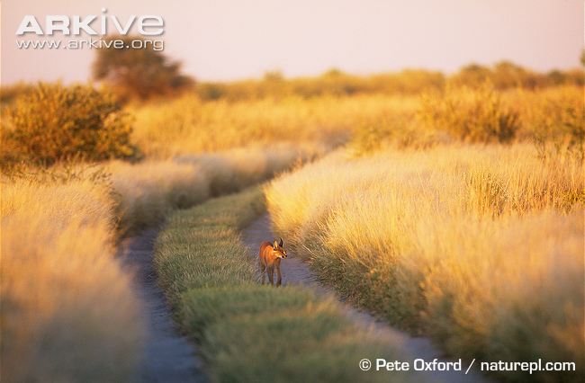 Caracal in savanna habitat © Pete Oxford Caracal in savanna habitat