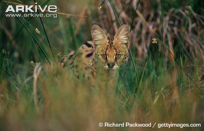 Serval stalking prey in long grass Serval in Grassland Habitat