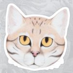 Black-footed Cat