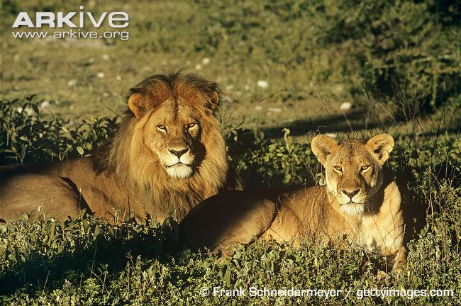 African lion and lioness lying in grass by Frank Schneidermeyer African lion size - lions are the largest wild cat in Africa.