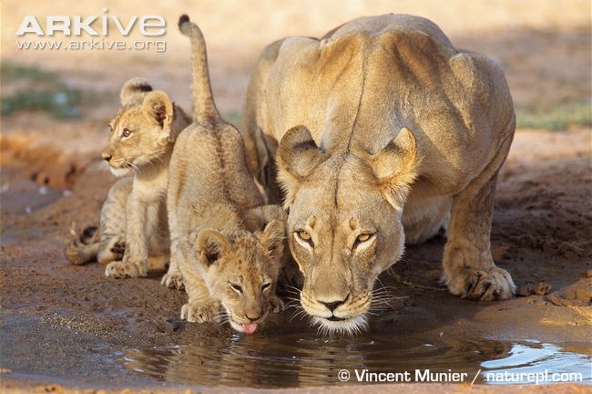 African lioness and cubs drinking from pool by Vincent Munier African lion reproduction - litter size is usually two to four cubs.