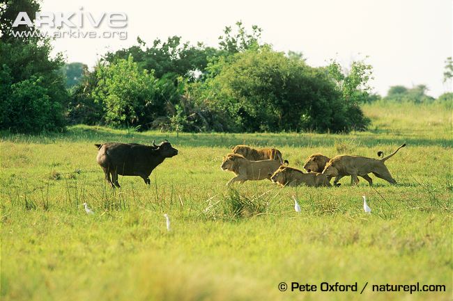 Five African lions hunting buffalo by Pete Oxford African lions have the physical strength to hunt the larger antelopes.